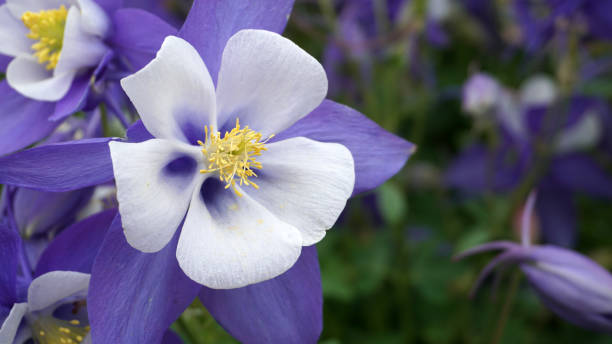 Colorado Columbine Flower in Bloom