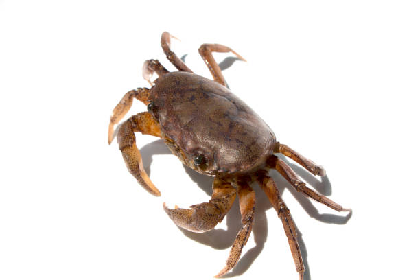 istock Ricefield crab or Somanniathelphusa isolated on white background 1315522974