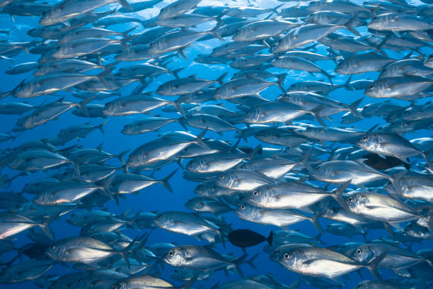 istock Large school of jacks in Palau, Micronesia 1315524266