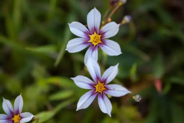 Photo of Garden flowers