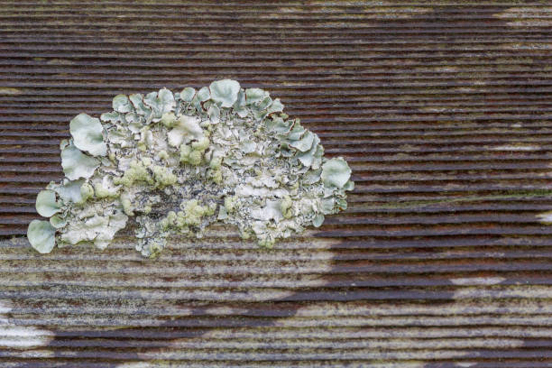 Lichen growing outside on wood stock photo