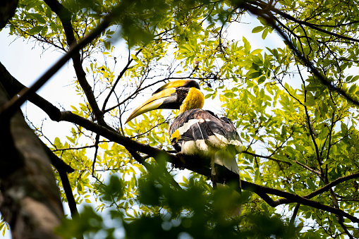 A male great hornbill with yellow and black concaved casque on the massive  bill and red eyes .