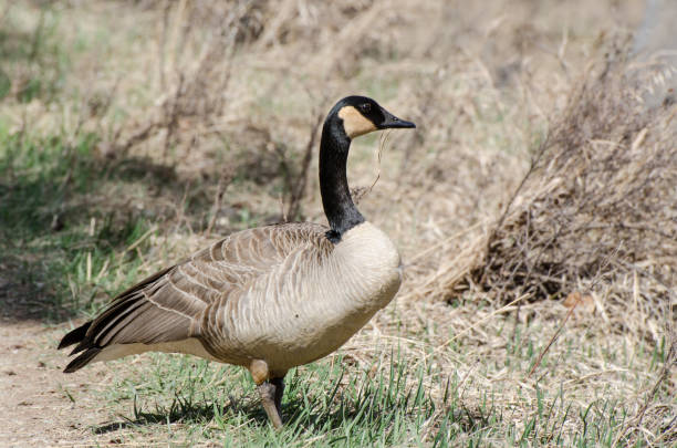 istock Canada goose working to build a nest 1315536816