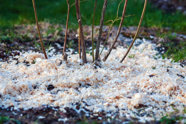 sawdust мульчирование вокруг куста черники, чипсы соснового дерева, и свежие мульчи опилок - sawdust shavings wood chip pine стоковые фото и изображения