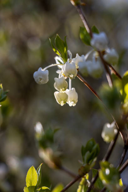 istock White flowers in macro if blur 1315539327