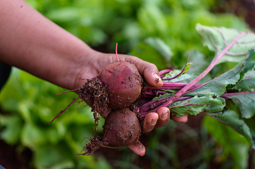 Urban garden of sustainable permaculture, hands of Brazilian woman harvest organic beets