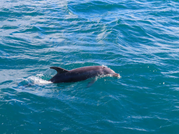 istock Bottlenosed Dolphin Coming Up for Air 1315544317