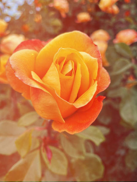 istock Yellow rose in bloom at golden hour 1315544437