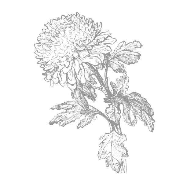 istock Hand drawn outline hatched sketch of Chrysanthemum flower, 1315544632