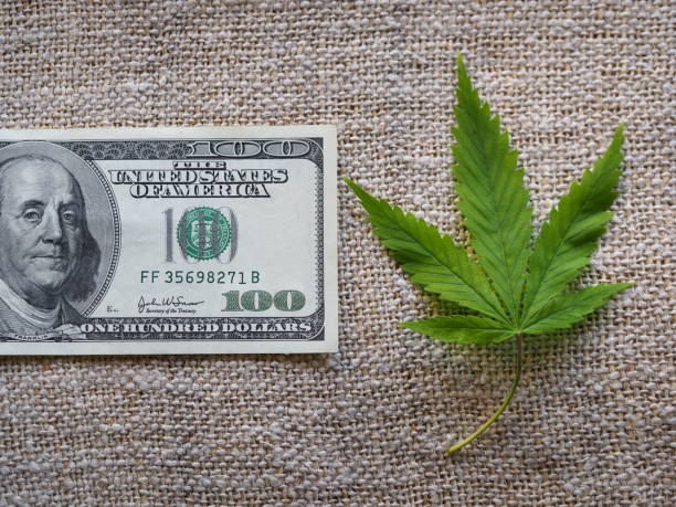 istock business hemp concept. cannabis cloth and dollars. 1315546024