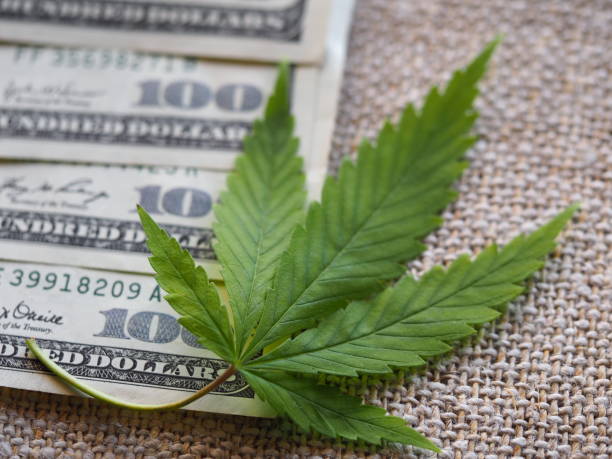 istock business hemp concept. cannabis cloth and dollars. 1315546032