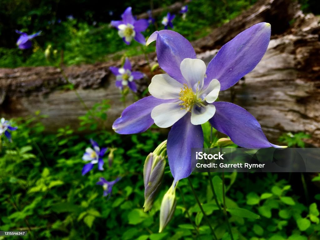 Rocky Mountain Columbine The flowers in this photo are Rocky Mountain Columbines, the state flower of Colorado. This image was taken along the Dunraven Trail in Rocky Mountain National Park. Columbine Flower Stock Photo