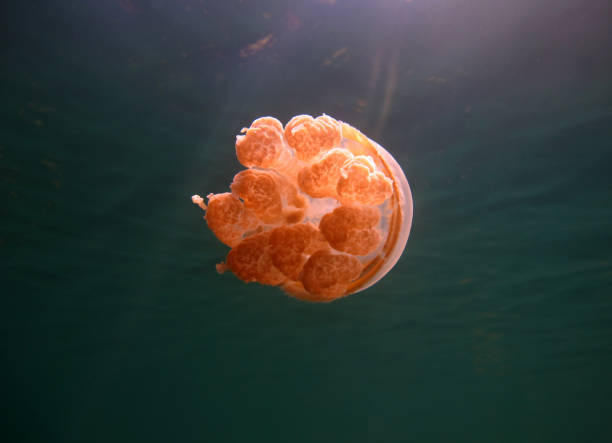 istock Jellyfish in the lake. 1315548719