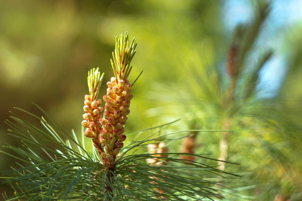 istock Young pine buds and shoots in early spring. Close-up. Background 1315550966