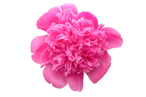 istock Pale pink peony flower, isolated on a white background. 1315550972