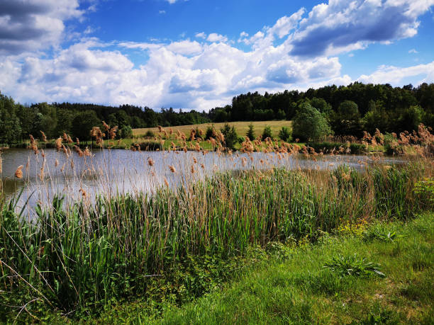 istock small lake in the forest 1315552644