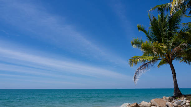 istock palm tree and blue sky background. white fancy clouds spreding over the sky with the dark green ocean at the tropical beach. summer season nature background. 1315554435