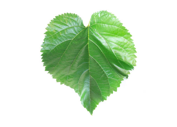 istock Green Mulberry leaf isolated on white background 1315554527
