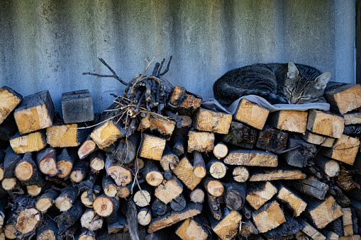 Rustic wood pile of firewood and tabby cat curl up napping on logs