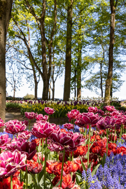 istock trees and tulip with blur 1315557595