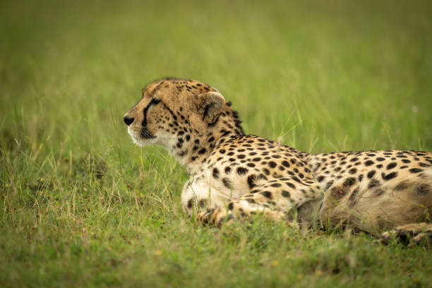 istock Cheetah lies lifting head to look left 1315559242