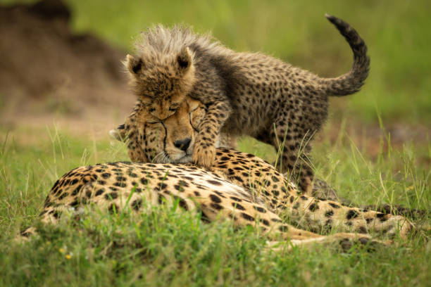 istock Cheetah lies on grass mauled by cub 1315559287