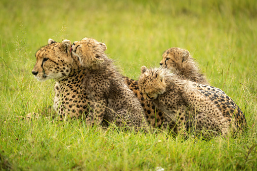 Cheetah lying on grass with three cubs
