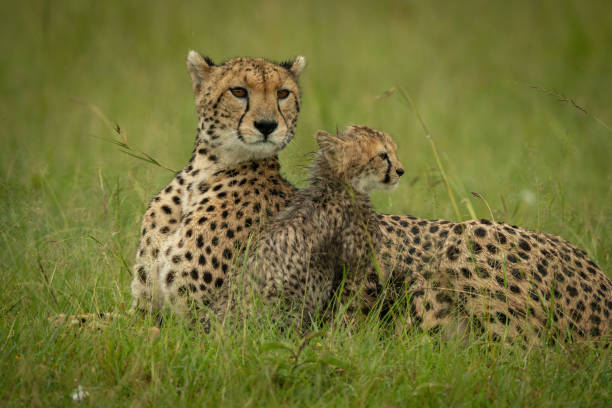 istock Cheetah lies with wet cub in rain 1315559361
