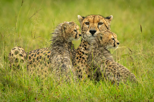 Cheetah lying with two cubs in rain