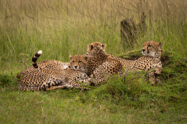 istock Cheetah lies with two cubs in grass 1315559420