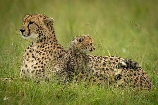 Cheetah lies in rain with wet cub