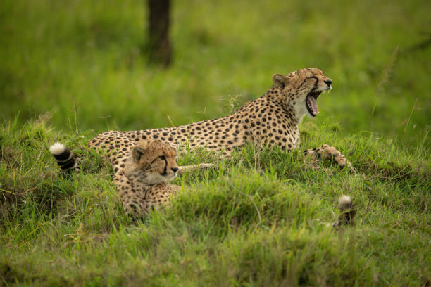 istock Cheetah lies yawning with cub on grass 1315559562