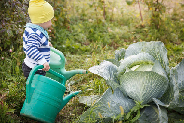 a small kid with watering cans in the garden helps to water the big cabbage. activities for children in the fresh air. garden harvest of vegetables. healthy lifestyle - gardening vegetable garden action planting imagens e fotografias de stock