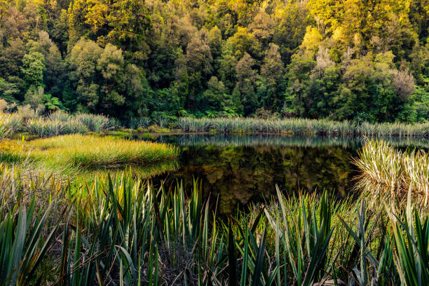 istock Te Ara Kairaumati / Lake Matheson, Sunset 1315560977