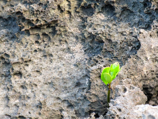 Hope and resilience A single Mangrove growing between the cracks of beach rock on the coast of KaNyaka Island in Southern Mozambique adaptation concept stock pictures, royalty-free photos & images