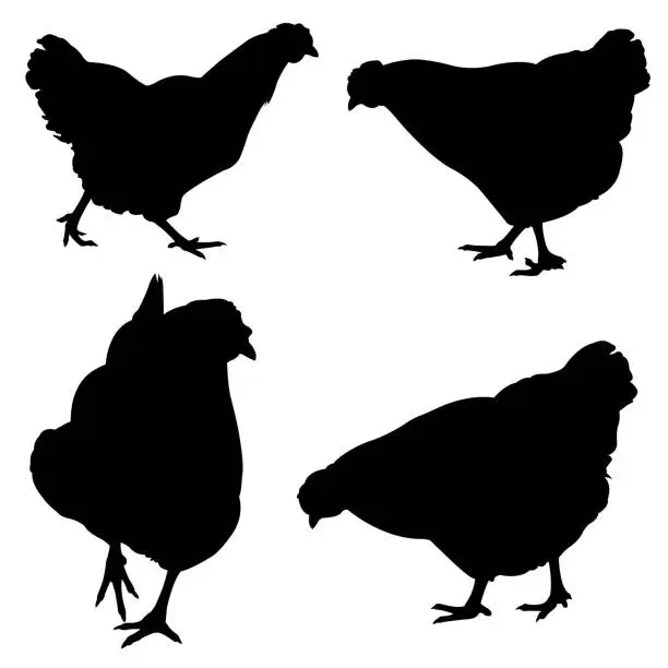 Vector illustration of chicken set