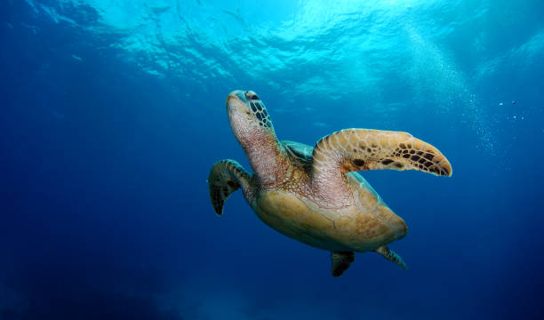 野海のカメ。 - apo island スト��ックフォトと画像