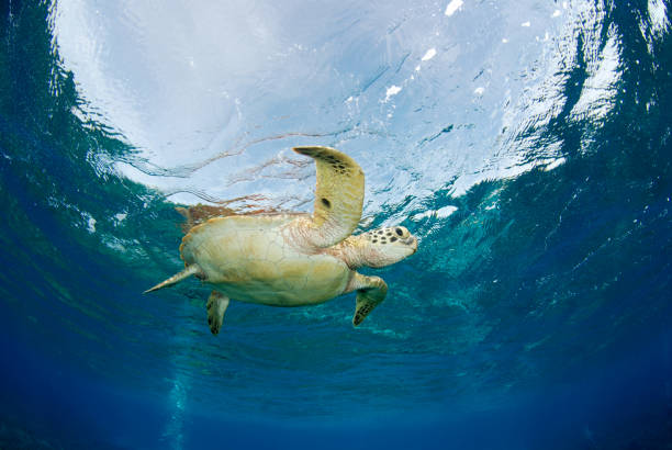 Turtle in the open sea. Green Turtle - Chelonia mydas is swimming near the island Apo. Amazing underwater world of the Philippines. apo island stock pictures, royalty-free photos & images