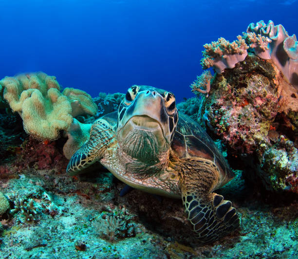 черепаха в открытом море. - apo island стоковые фото и изображения