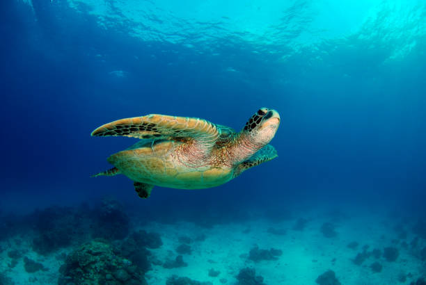 черепаха в открытом море. - apo island стоковые фото и изображения