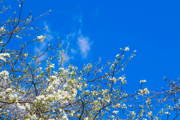 istock Spring white cherry blossom against blue sky. Spring cherry blossoms on blue background for postcard or banner. Beautiful floral spring abstract background of nature 1315567581
