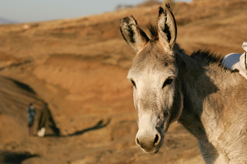 Portrait of a donkey in the Lesotho mountains.