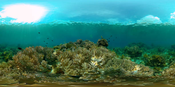 istock Coral reef with fish underwater. Philippines. Virtual Reality 360 1315572023