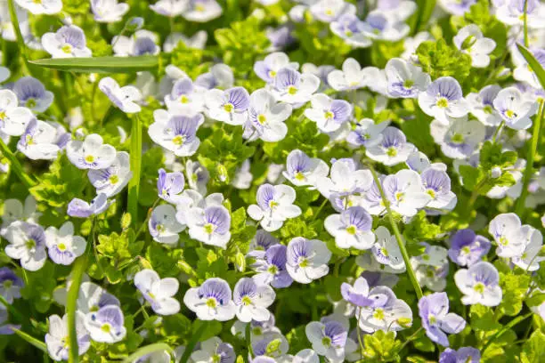 Little blue flowers Veronica filiformis creeping speedwell in the garden. Perennial  groundcover herbaceous plant. Natural spring background.    Selective focus