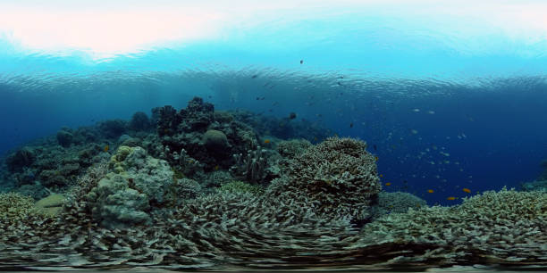 istock Coral reef and tropical fish. Philippines. 360-Degree view 1315572249