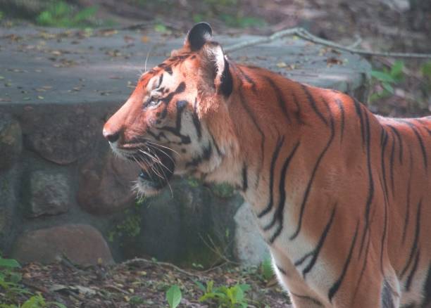 istock Portrait of Bengal Tiger 1315572590