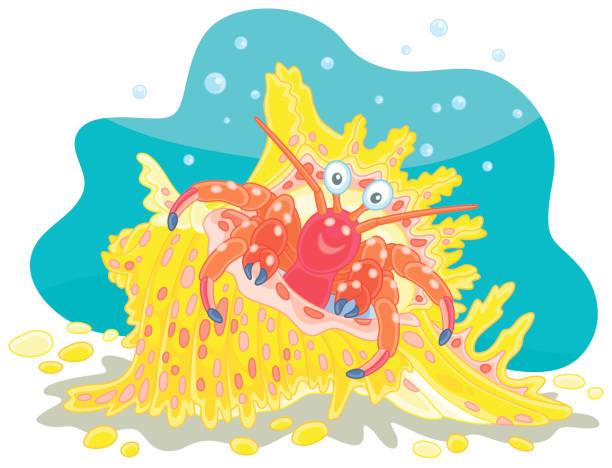 Hermit Crab Illustrations, Royalty-Free Vector Graphics & Clip Art - iStock