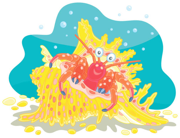 Hermit Crab Illustrations, Royalty-Free Vector Graphics & Clip Art - iStock Hermit Crab Illustrations, Royalty-Free Vector Graphics & Clip Art - iStock