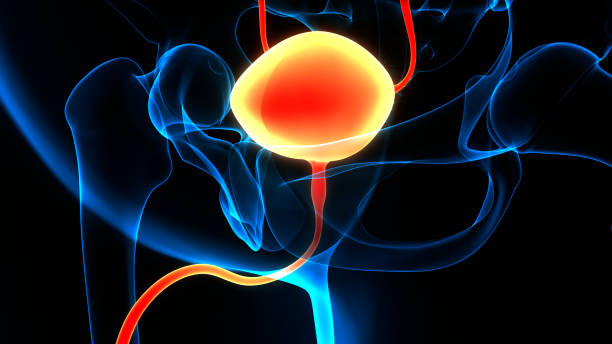anatomia pęcherza moczowego człowieka - prostate cancer zdjęcia i obrazy z banku zdjęć