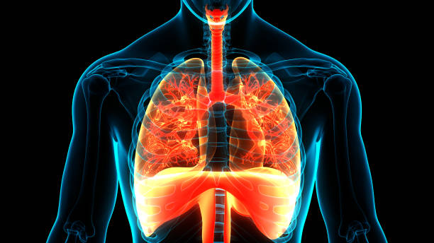 istock Human Respiratory System Lungs with Diaphragm Anatomy 1315575005